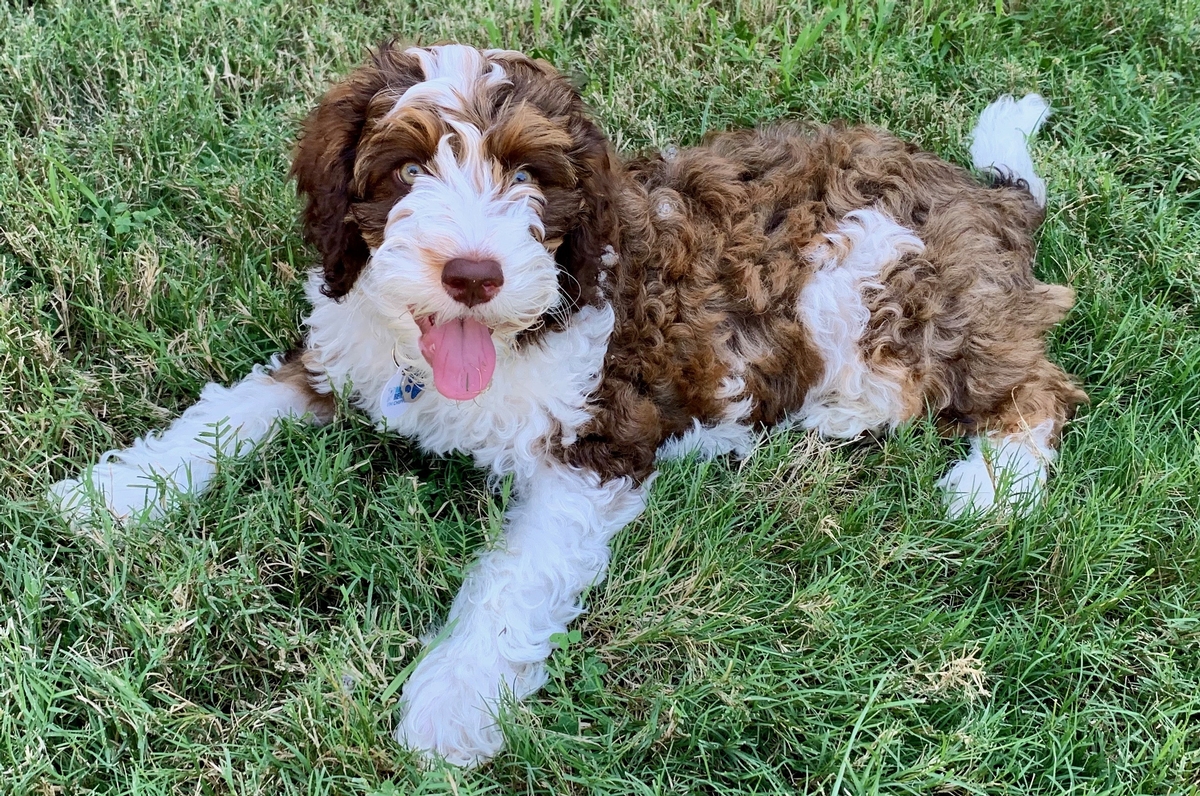 Phantom sales australian labradoodle